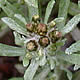 [photo of Low Cudweed]