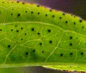 [photo of glands on leaves and stems]