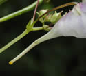 [photo of spur and flower stalk]