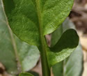 [photo of lower leaf]