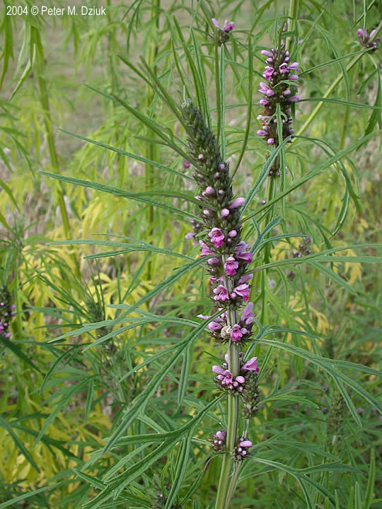 Leonurus sibiricus (Siberian Motherwort): Minnesota Wildflowers