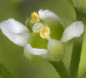 [close-up of flowers]