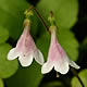 [photo of Twinflower]