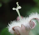 [photo of flowers with long pistils]