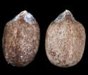 [photo of seed]