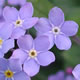 [photo of Wood Forget-me-not]