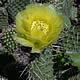 [photo of Plains Prickly Pear]