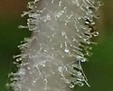 [photo of glandular hairy calyx and flower stalk]