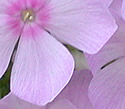 [photo of flowers - pale pink]