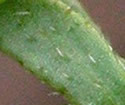 [photo of stem and upper leaves with appressed hairs]