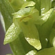 [photo of Northern Green Orchid]