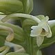 [photo of Small Green Wood Orchid]