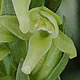 [photo of Tall Northern Bog Orchid]