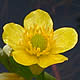 [photo of Yellow Water Buttercup]