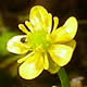 [photo of Small Yellow Water Crowfoot]