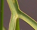 [photo of narrow-lobed leaves]