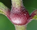 [photo of leaf node and stem]