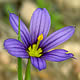 [photo of Needle-pointed Blue-eyed Grass]