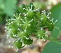 [photo of male flower cluster]