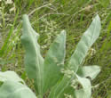 [photo of basal leaf clump]