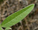 [photo of leaves]