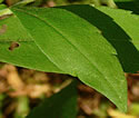 [photo of upper stem leaves]