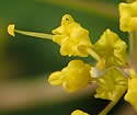 close-up of flowers