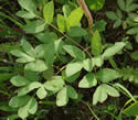 [photo of thrice compound lower leaf]