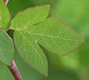 [photo of upper stem leaves]