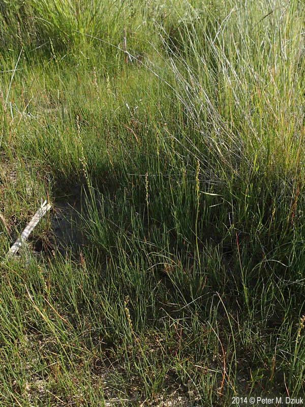 Triglochin palustris (Marsh Arrowgrass): Minnesota Wildflowers