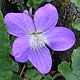 [photo of New England Violet]
