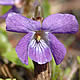 [photo of Great-Spurred Violet]