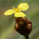 [photo of Twisted Yellow-eyed Grass]