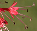 [photo of male flowers]