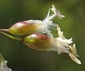 [photo of flowering branch and spikelet]