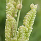[photo of American Slough Grass]
