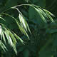 [photo of Earlyleaf Brome]