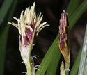 [photo of flowering spikes]