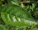 [photo of leaf]