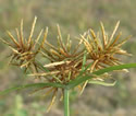 [photo of spikelet clusters]