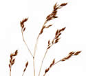 [scan of panicle]