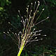 [photo of Fall Witch Grass]