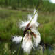 [photo of Tall Cottongrass]