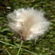 [photo of Chamisso's Cottongrass]