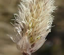 [photo of flowering spike]