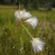 [photo of Few-nerved Cottongrass]