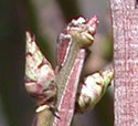 [photo of winged stems and winter buds]