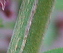 [photo of striped stem]