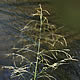[photo of American Manna Grass]