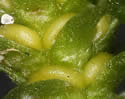 [photo of maturing sporangia]